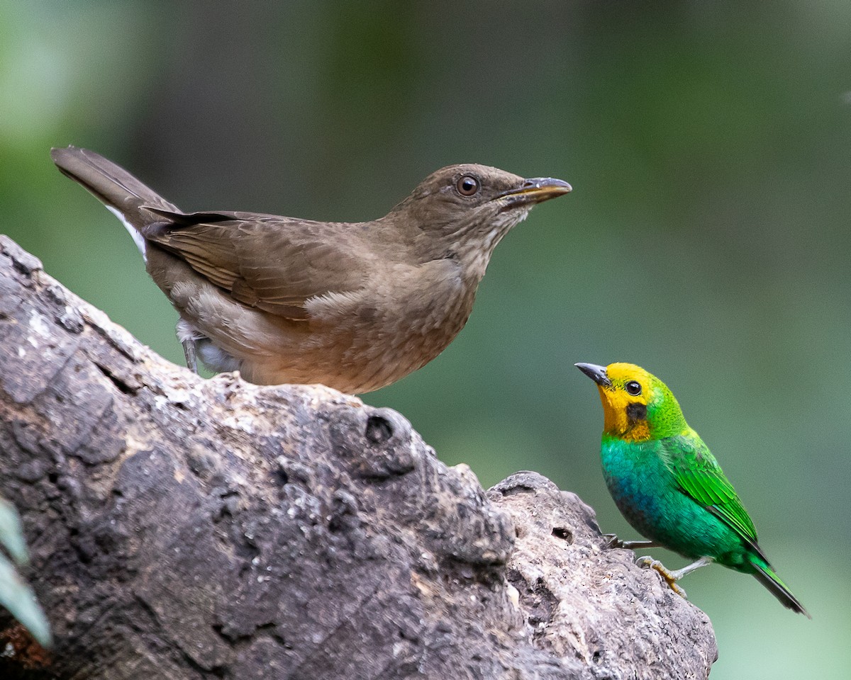 Black-billed Thrush - ML646580834
