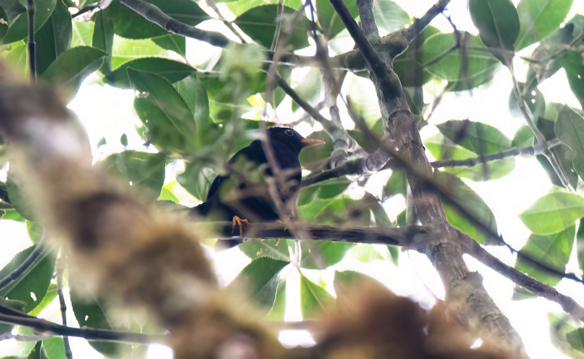 Glossy-black Thrush - ML646580841