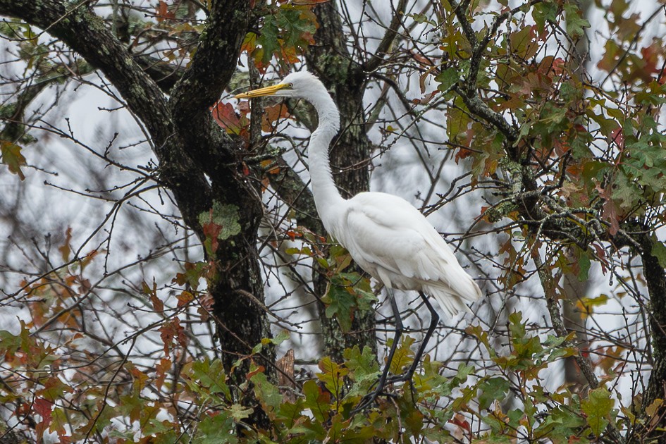 Great Egret - ML646580842