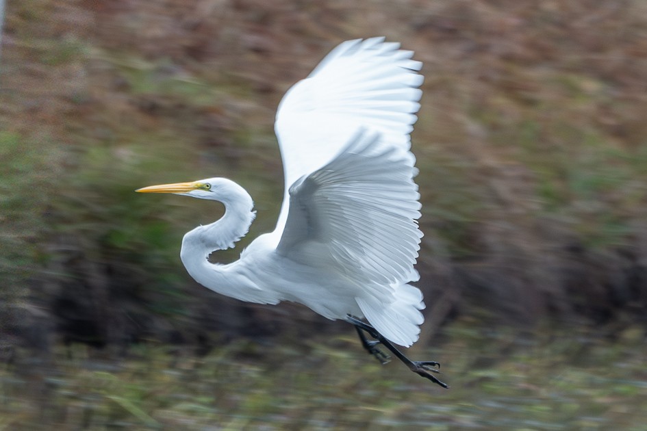 Great Egret - ML646580843