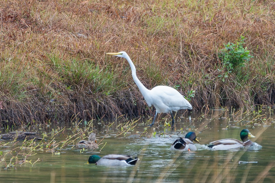 Great Egret - ML646580844