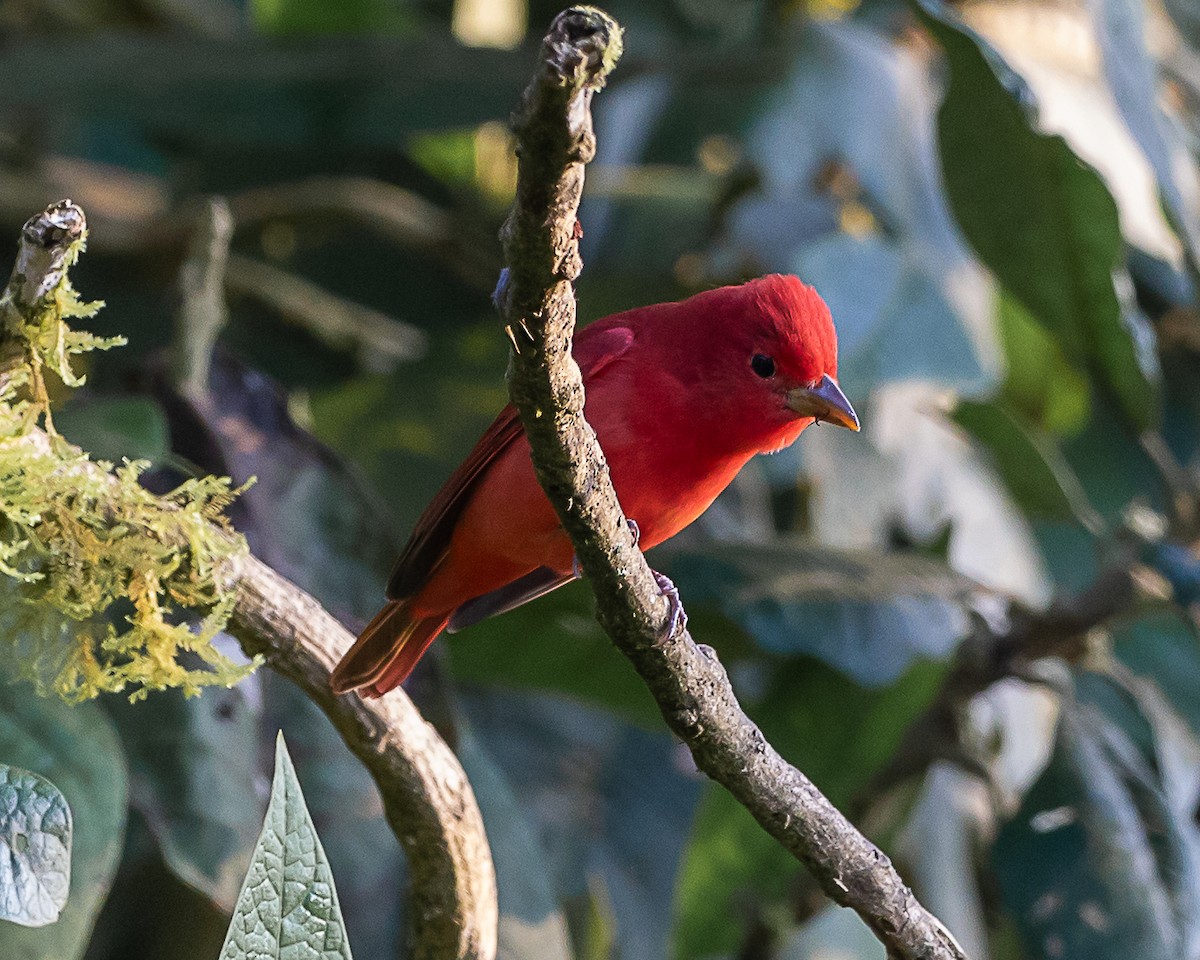 Summer Tanager - ML646580847