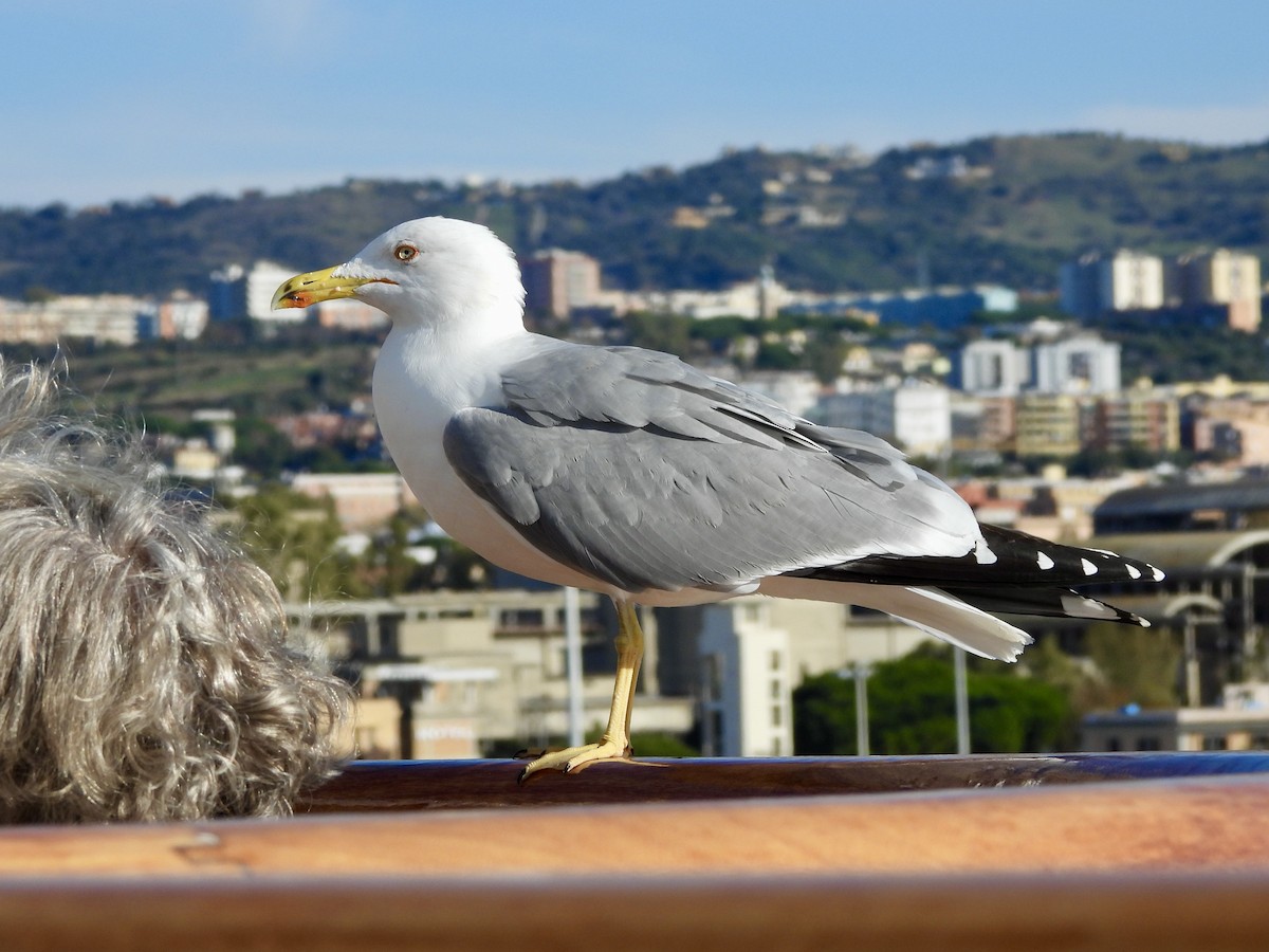 Средиземноморская чайка - ML646580848