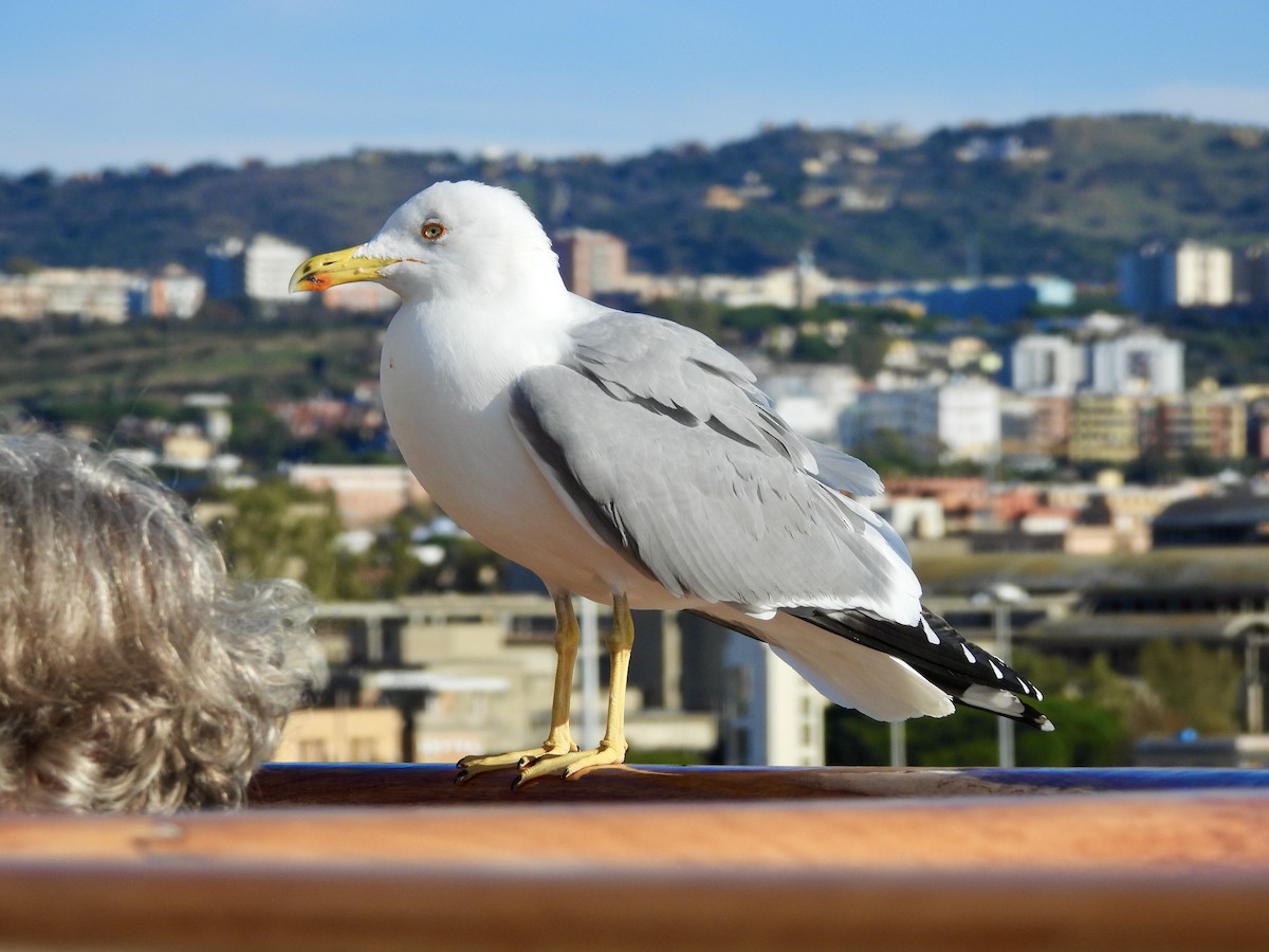 Средиземноморская чайка - ML646580849