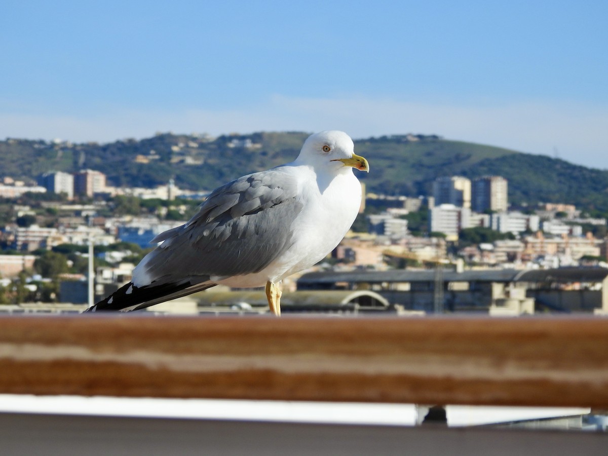 Средиземноморская чайка - ML646580850