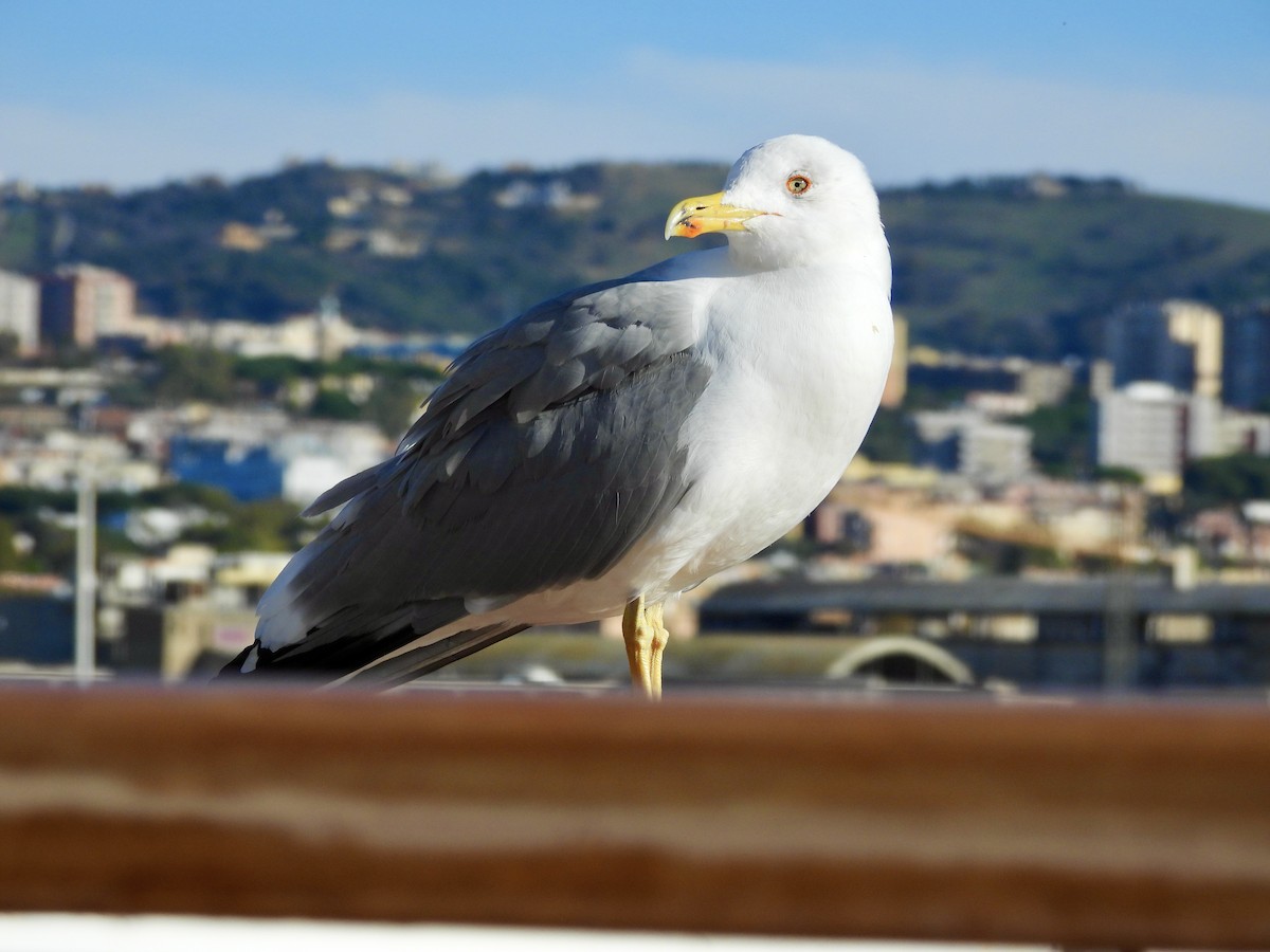 Средиземноморская чайка - ML646580851