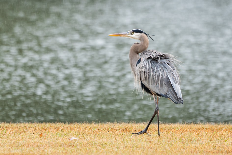 Great Blue Heron - ML646580853