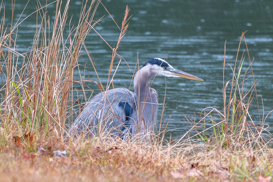 Great Blue Heron - ML646580854