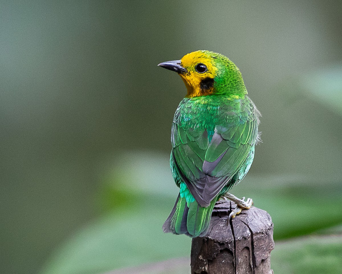 Multicolored Tanager - ML646580855