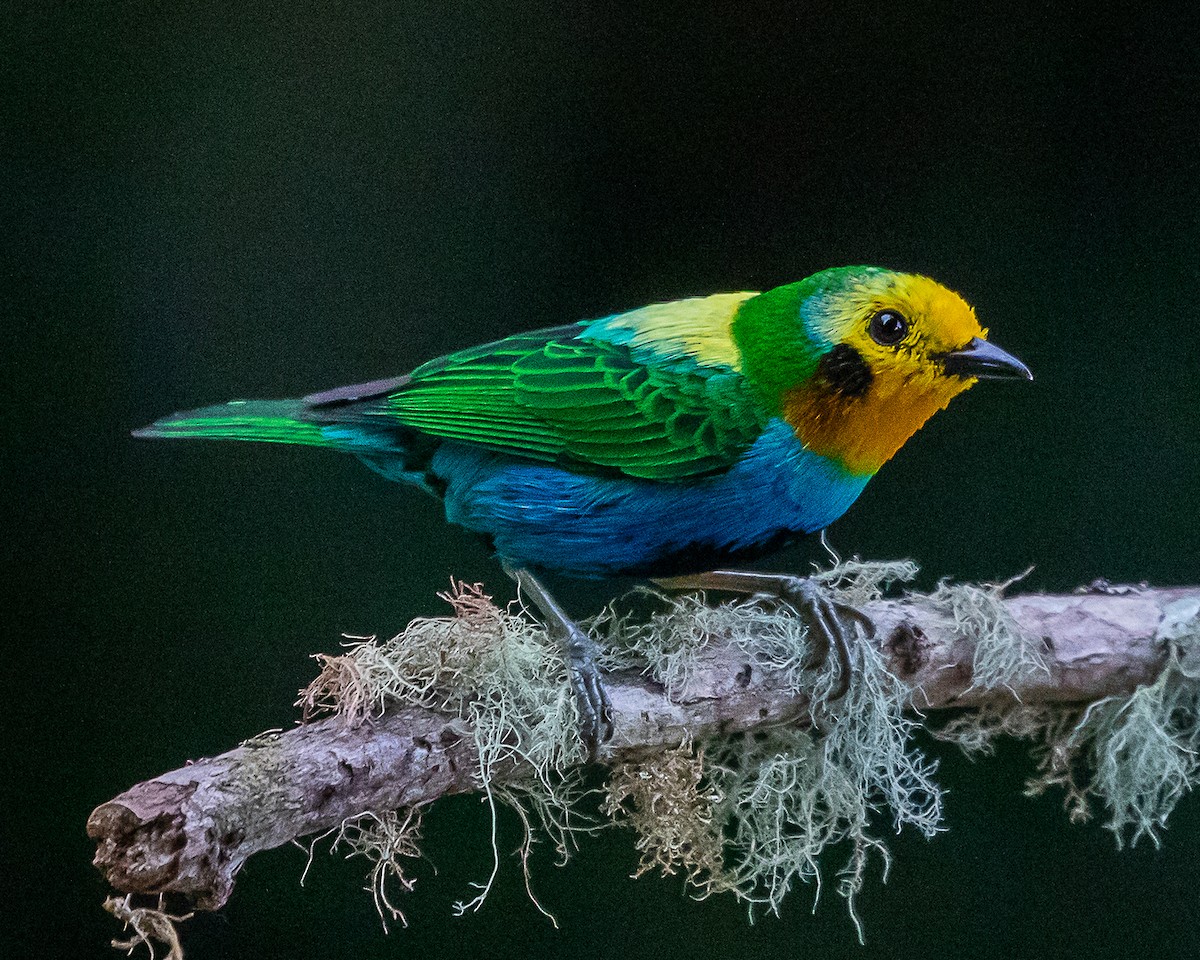 Multicolored Tanager - ML646580857