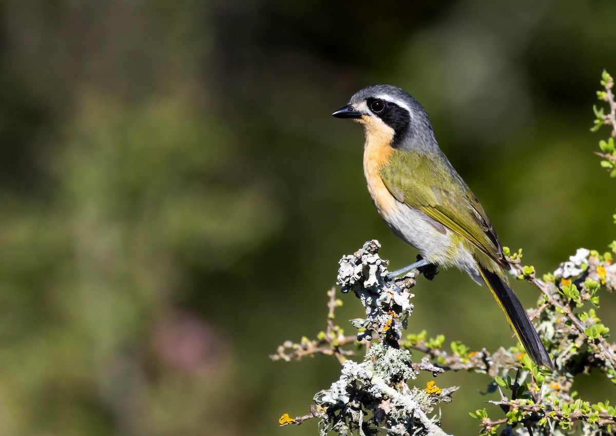 Olive Bushshrike - ML646580858