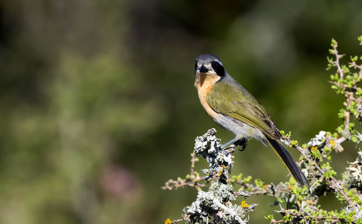 Olive Bushshrike - ML646580859