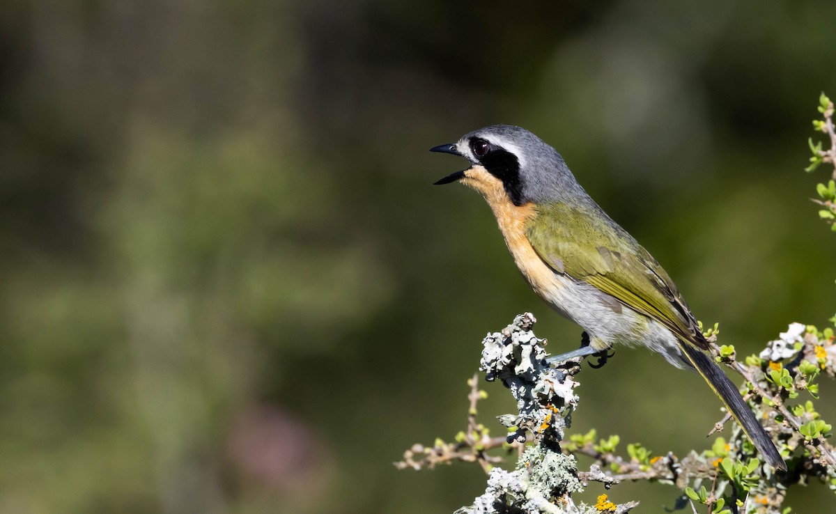 Olive Bushshrike - ML646580860