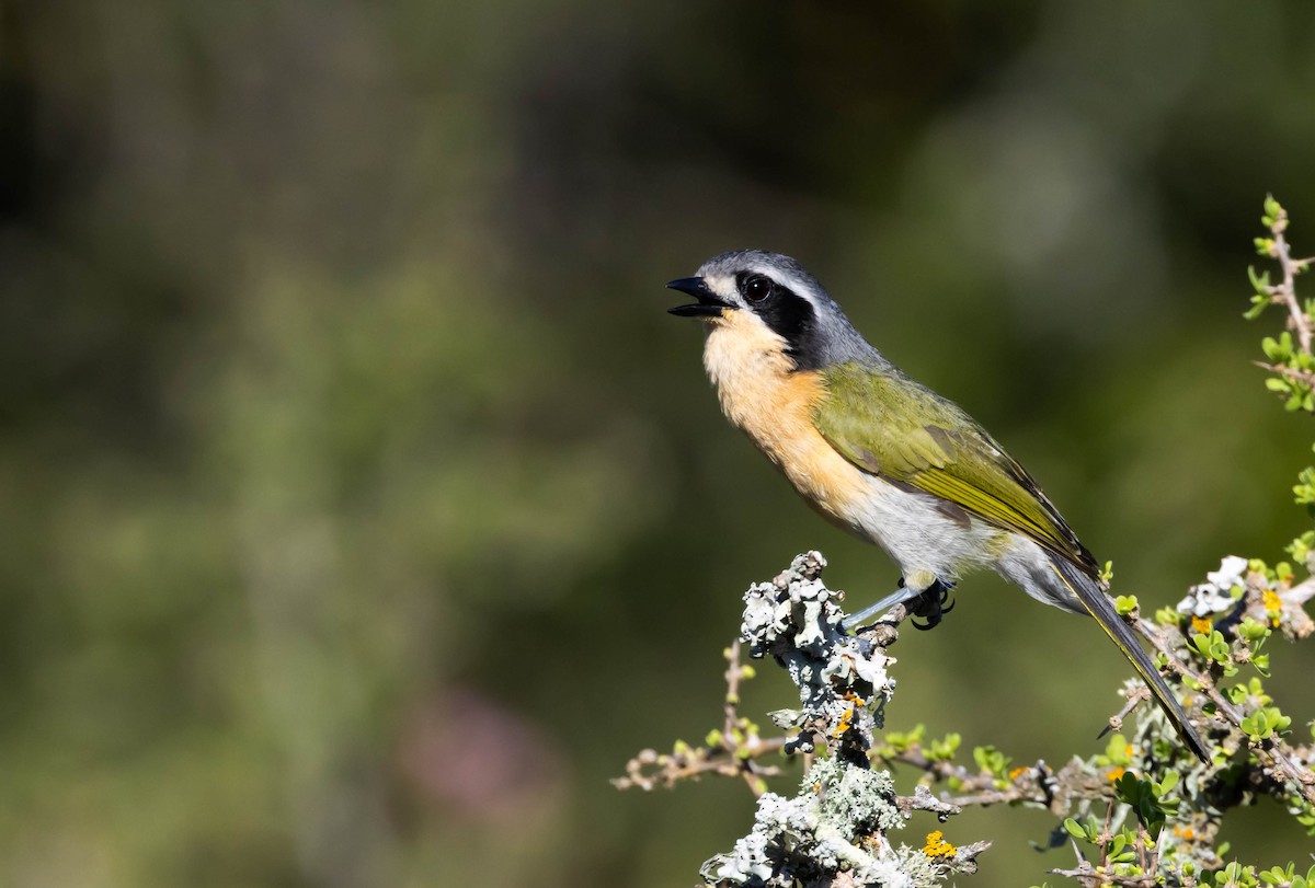 Olive Bushshrike - ML646580861