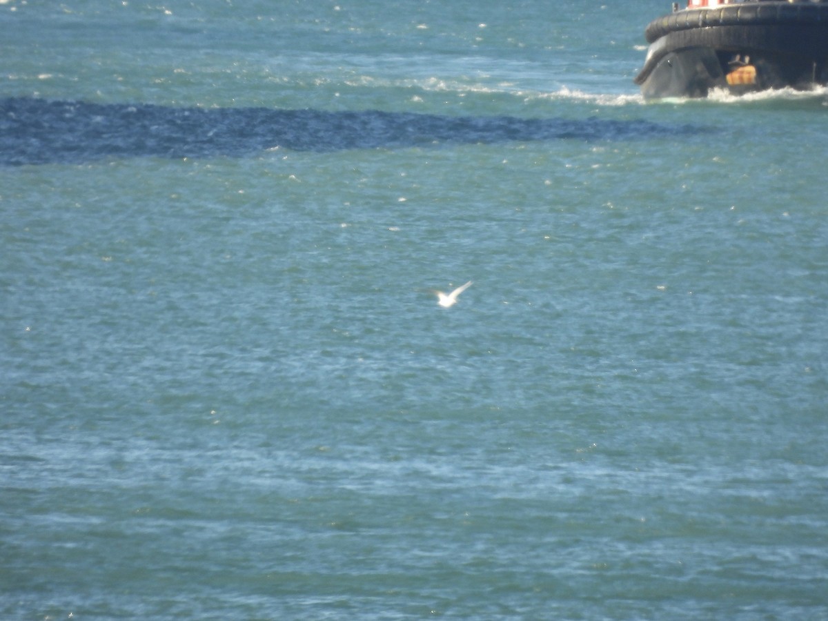 Северная олуша - ML646580863