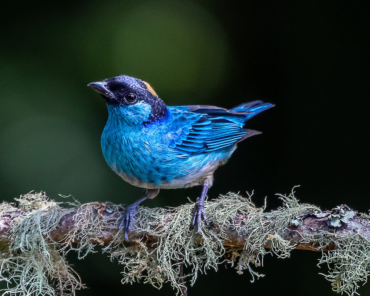 Golden-naped Tanager - ML646580864