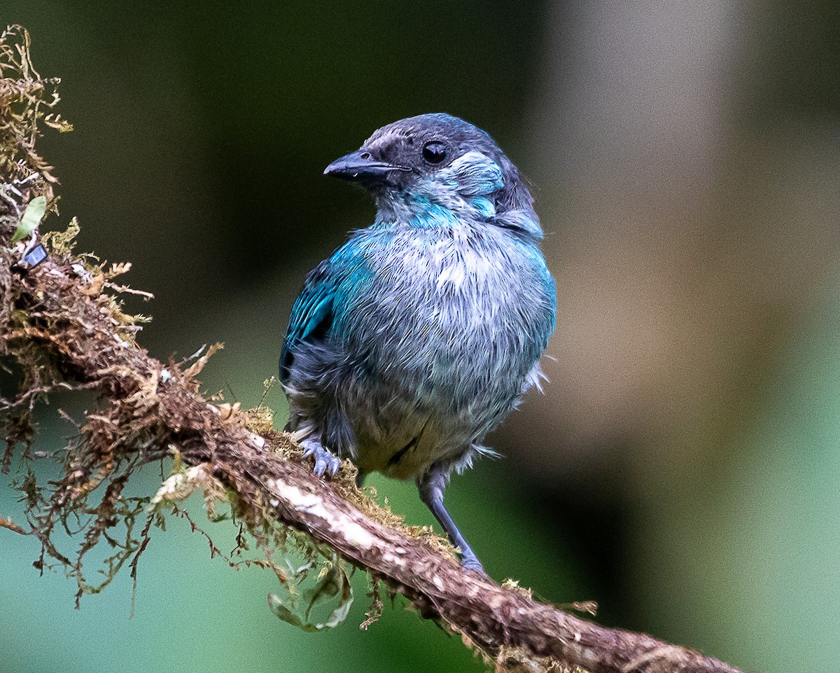 Golden-naped Tanager - ML646580865