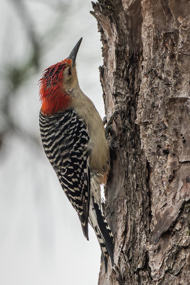 Carpintero de Carolina - ML646580866