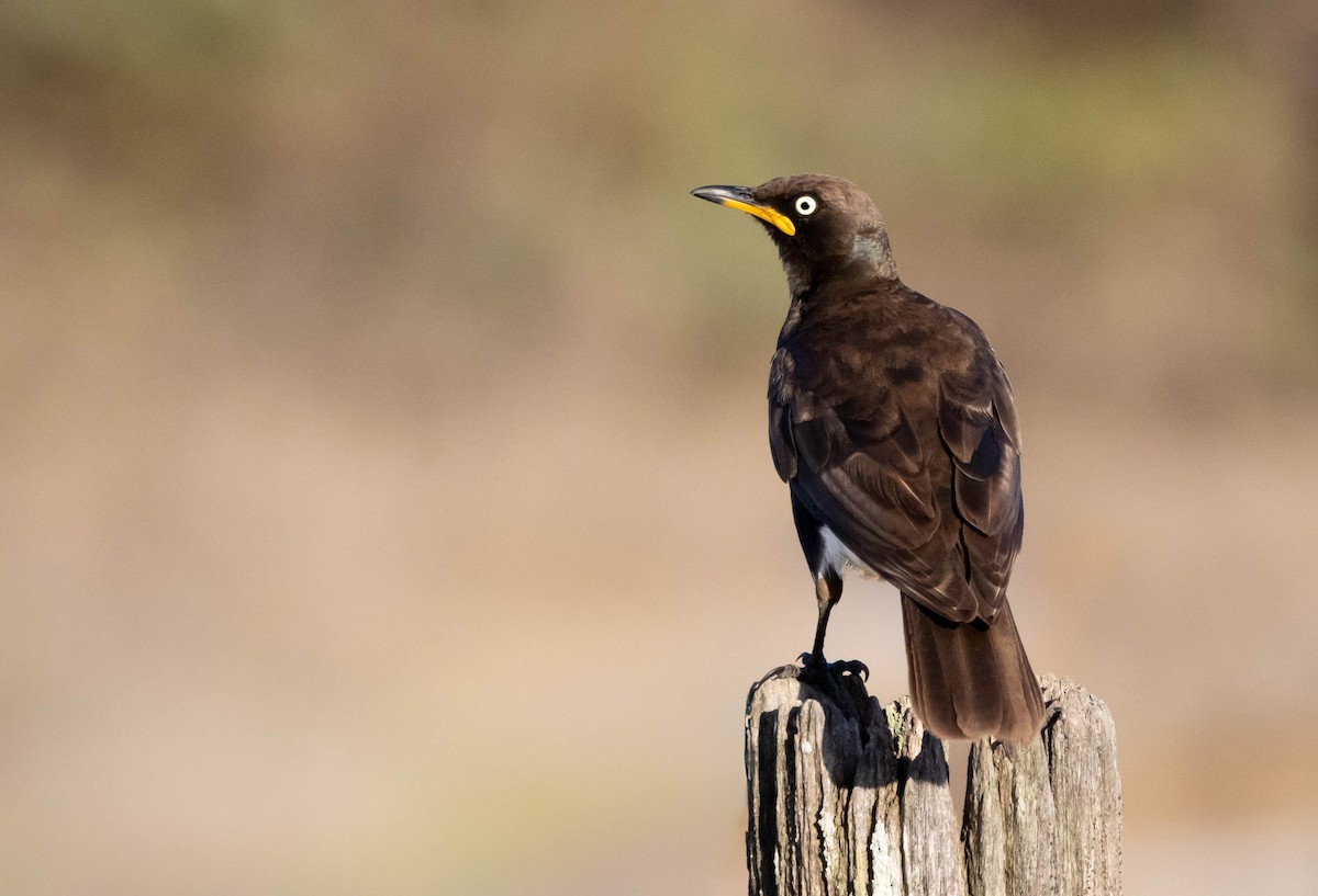 African Pied Starling - ML646580870