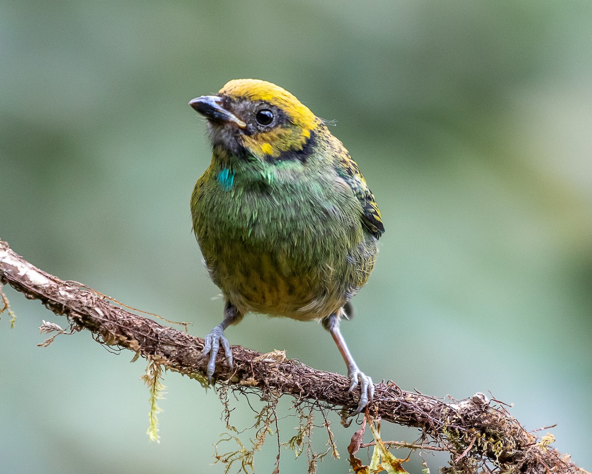 Saffron-crowned Tanager - ML646580871