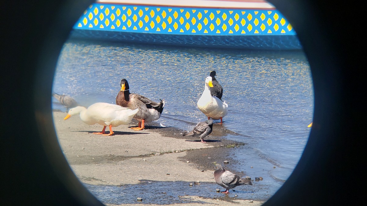 Yeşilbaş (evcil tip) - ML646580872