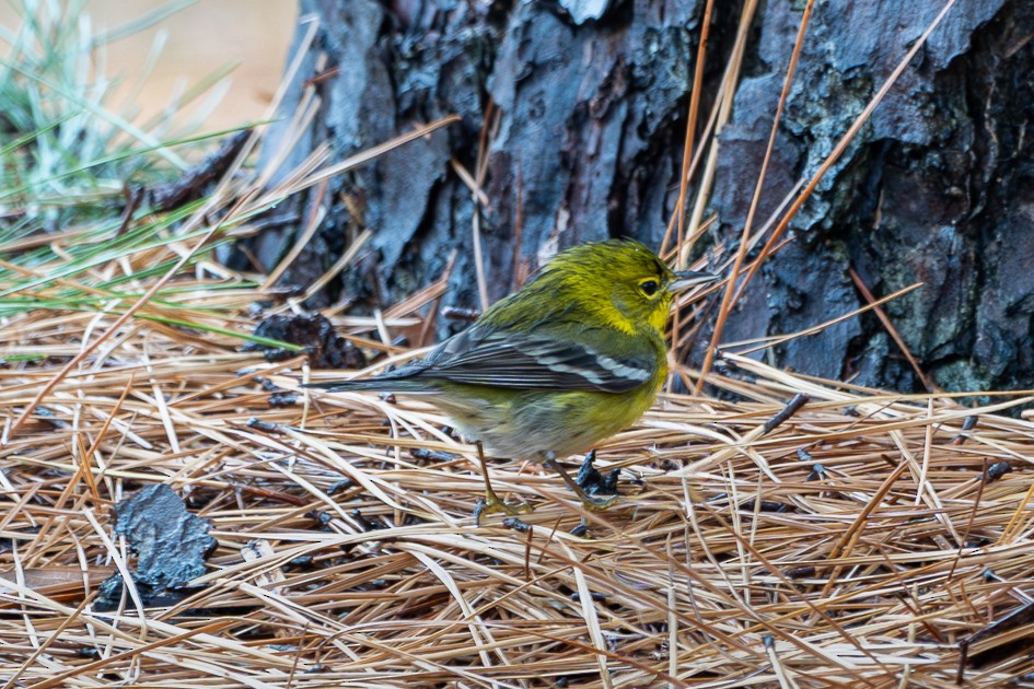 Paruline des pins - ML646580874