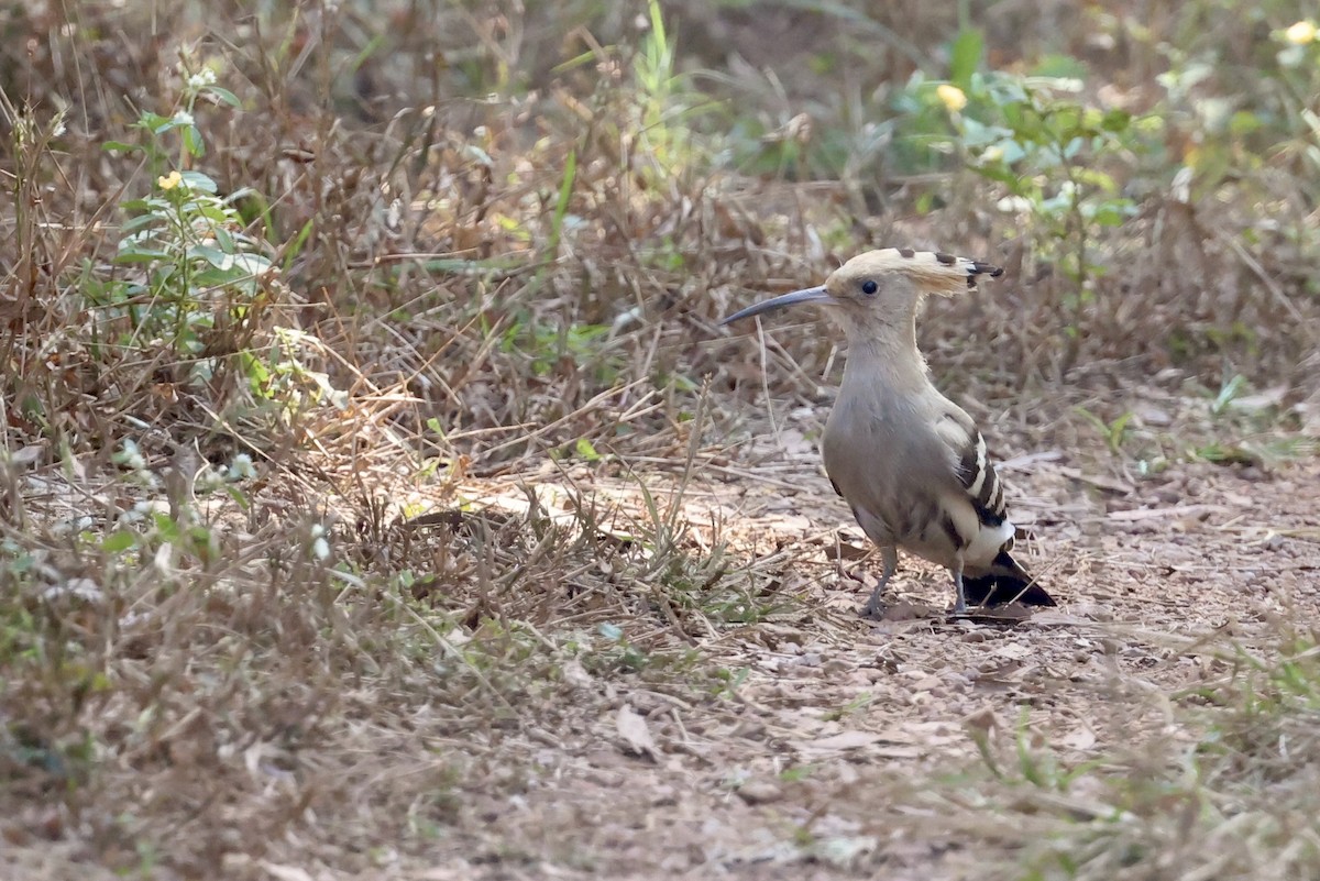 Common Hoopoe - ML646580875