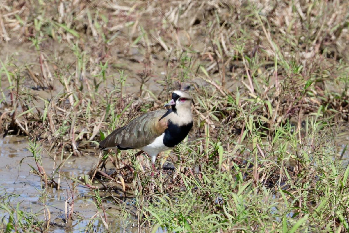 Southern Lapwing - ML646580877