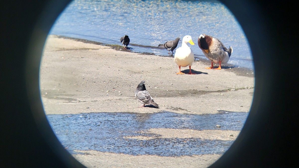 Rock Pigeon (Feral Pigeon) - ML646580880