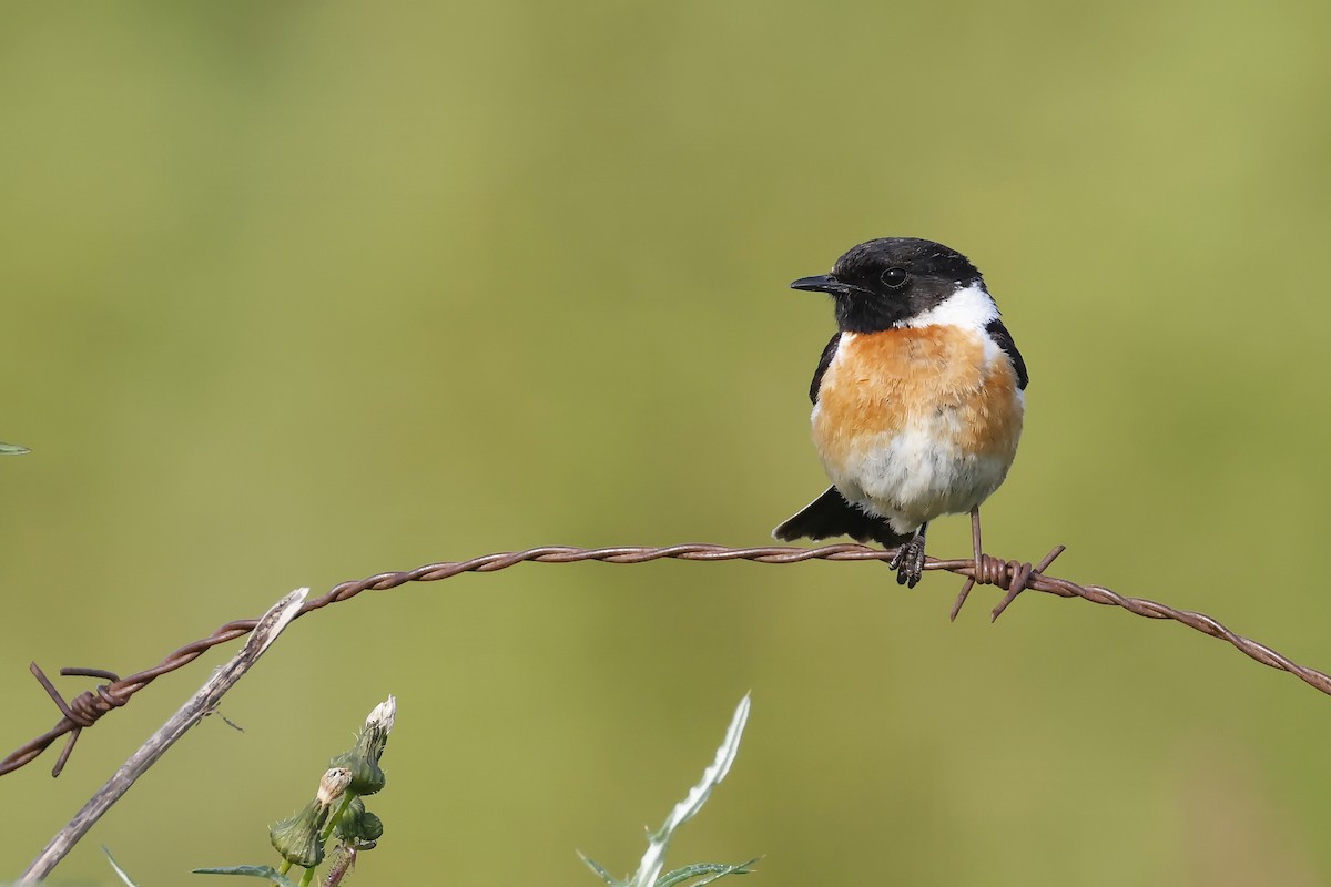 European Stonechat - ML646580881