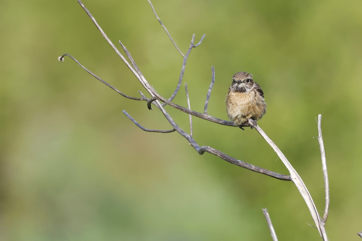 European Stonechat - ML646580882