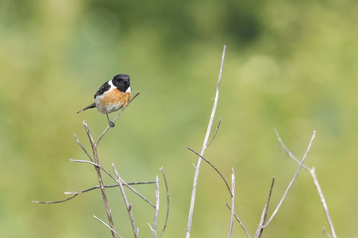 European Stonechat - ML646580883
