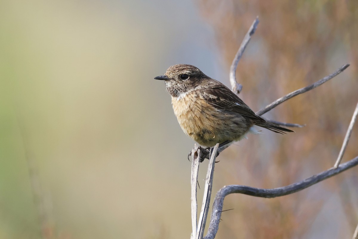 European Stonechat - ML646580884