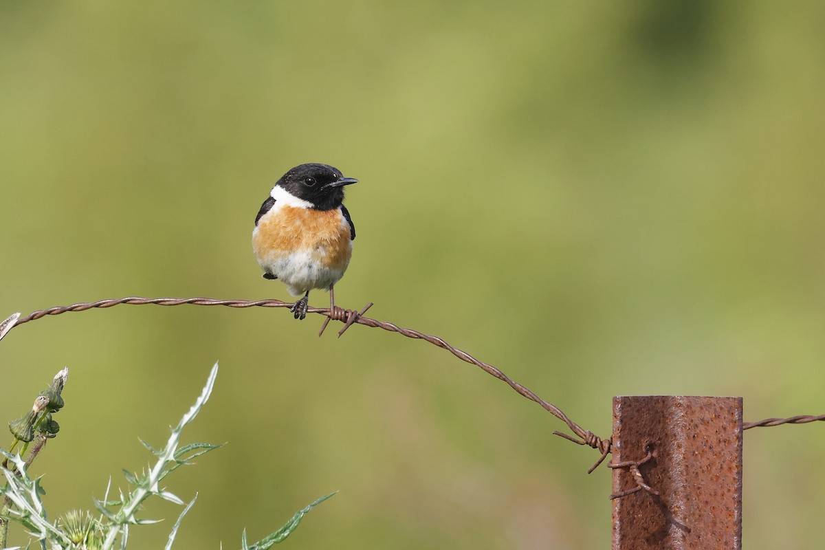 European Stonechat - ML646580885