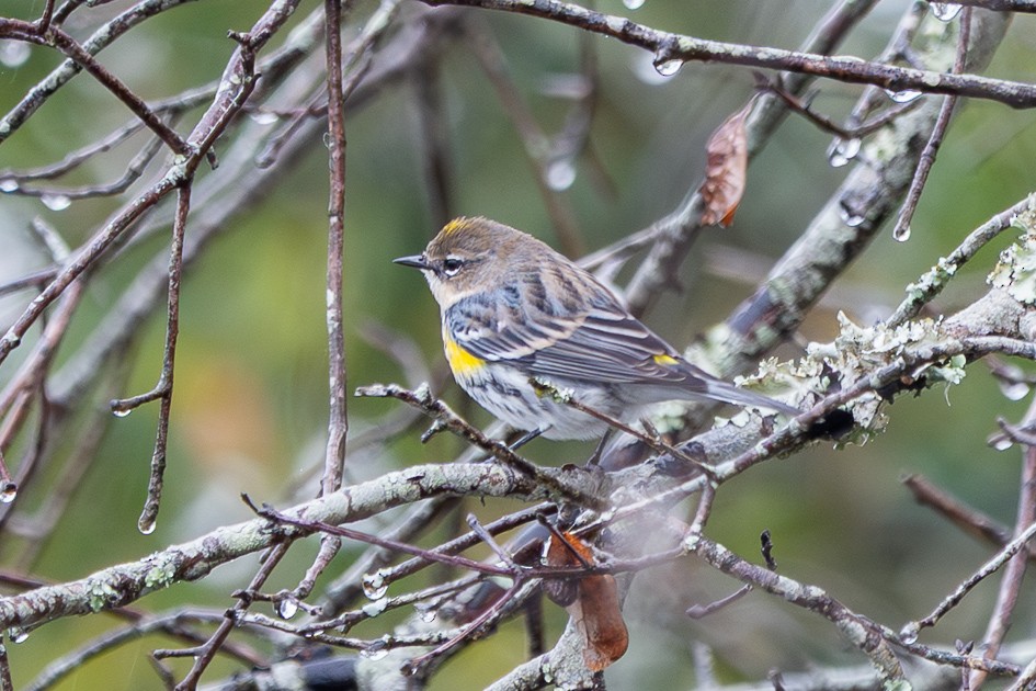 Yellow-rumped Warbler - ML646580886