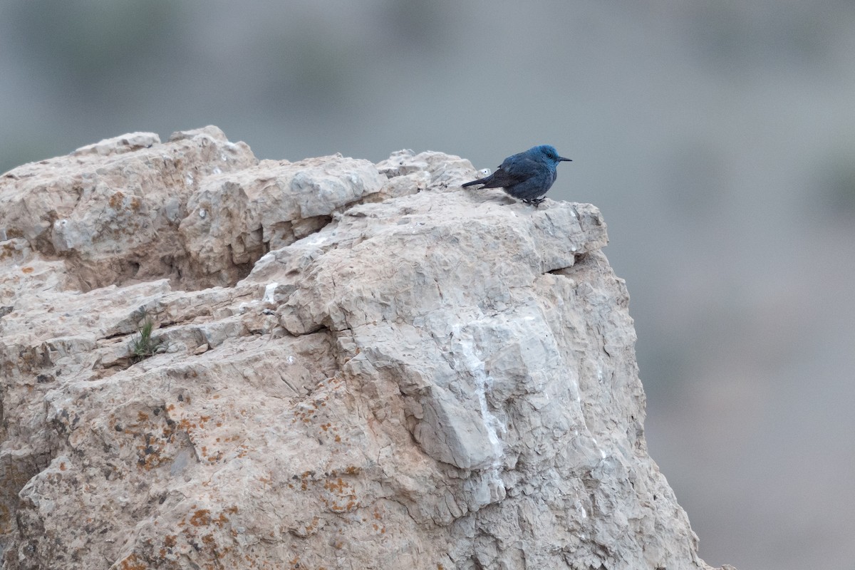 blåtrost (solitarius/longirostris) - ML646580888