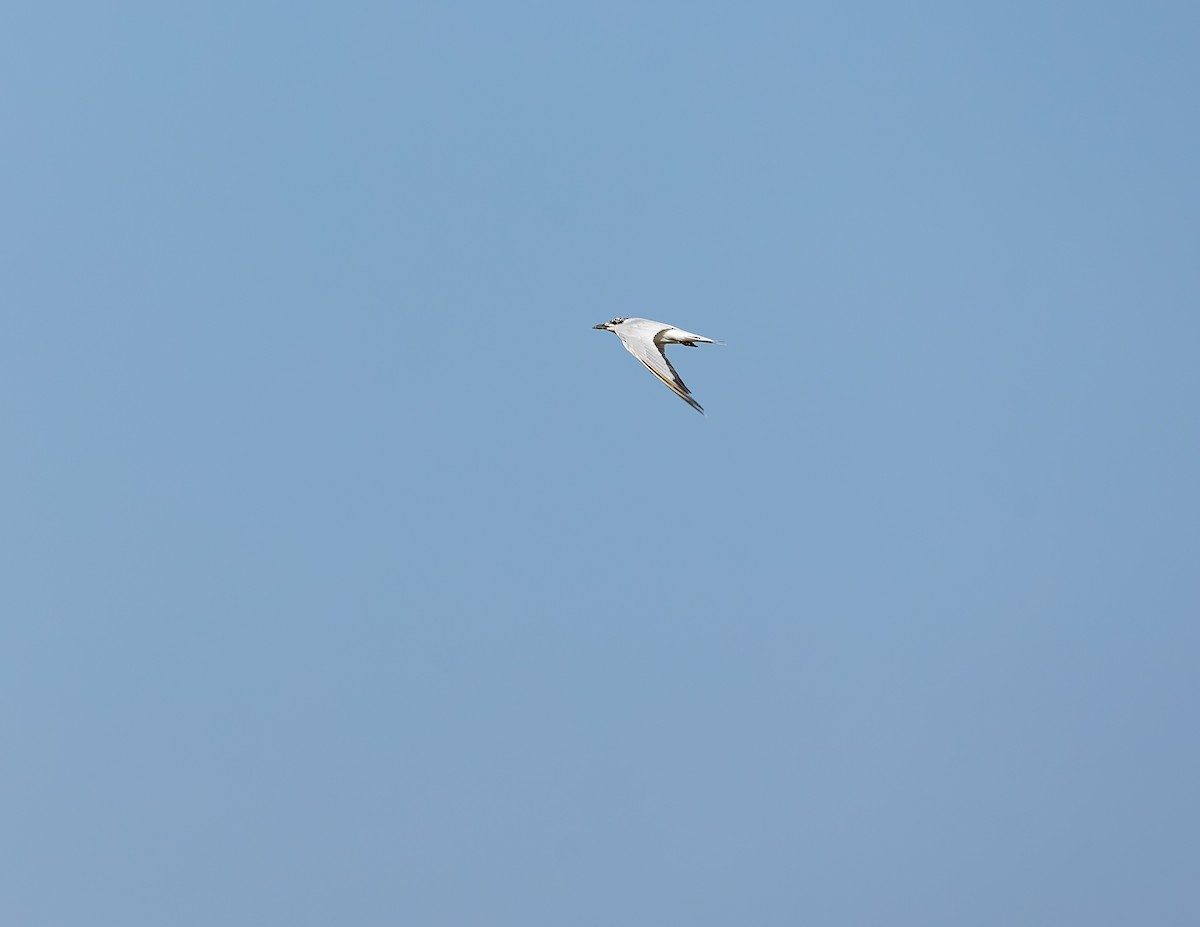 Sterne hansel - ML646580903