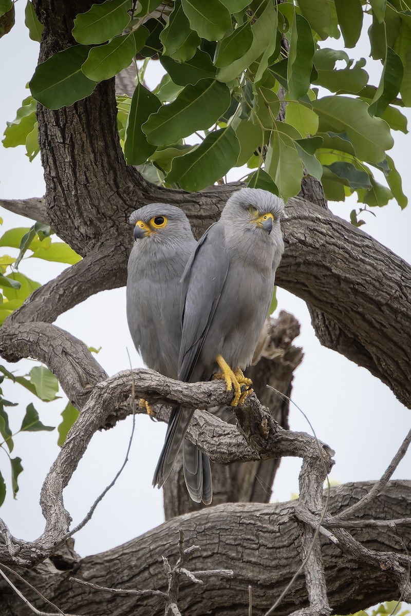 Боривітер сірий - ML646580906