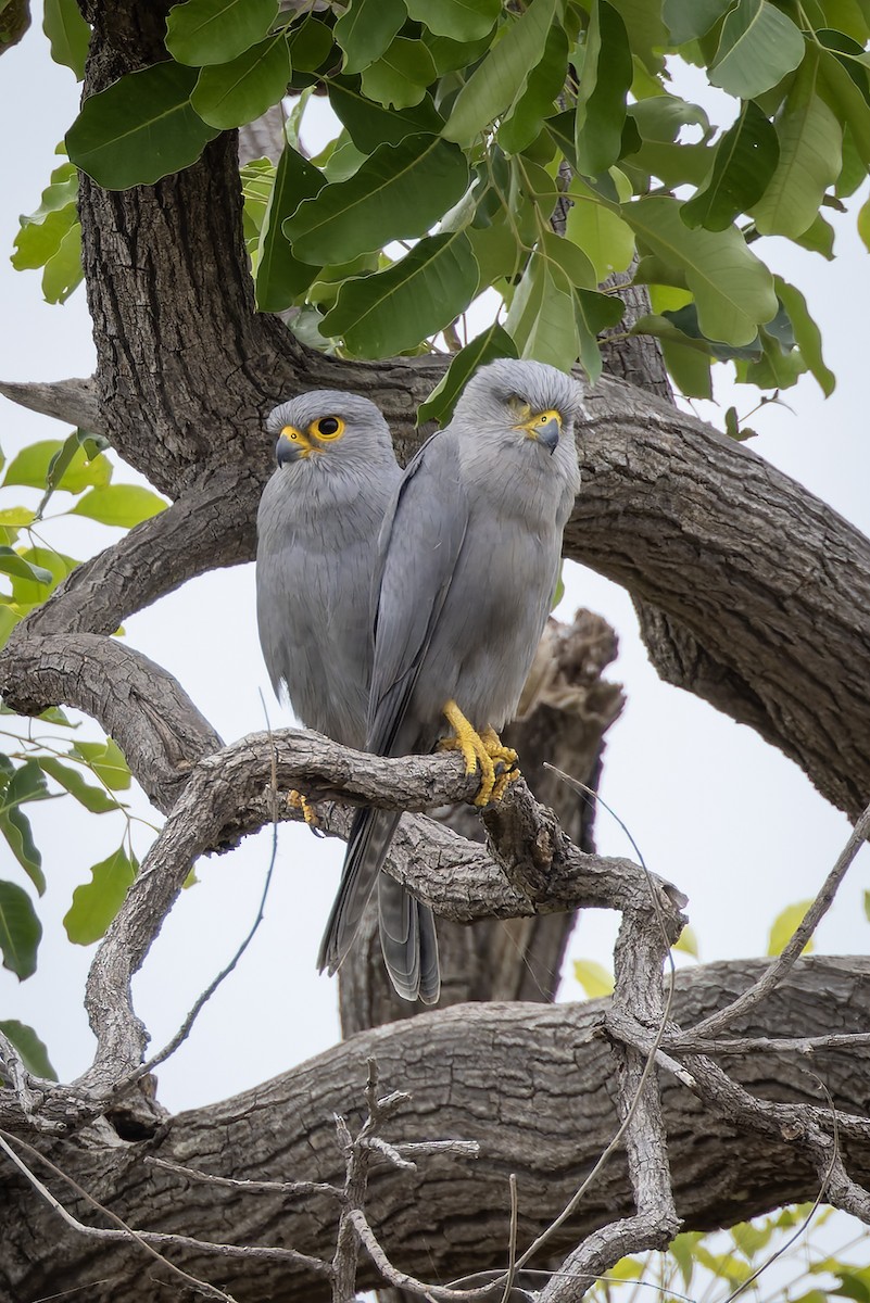 Боривітер сірий - ML646580907