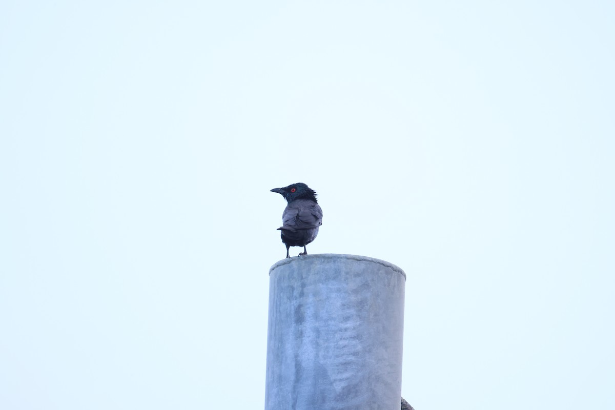 Asian Glossy Starling - ML646580908