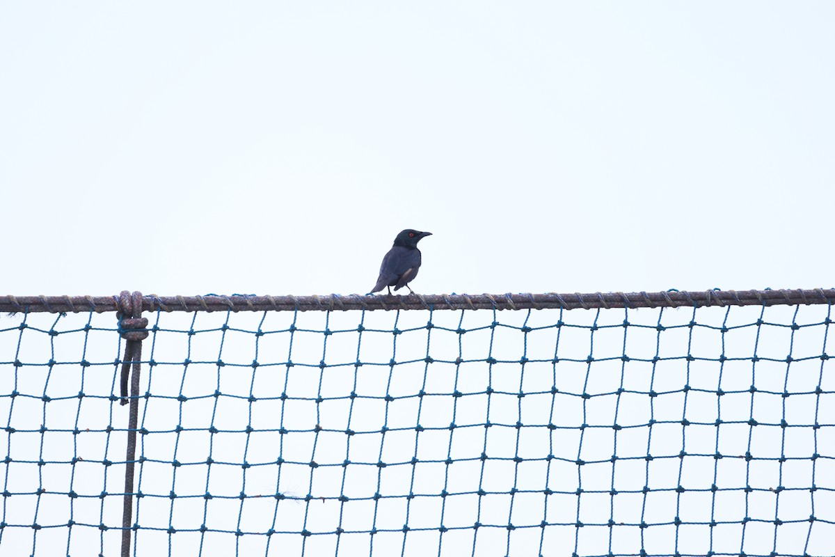 Asian Glossy Starling - ML646580909