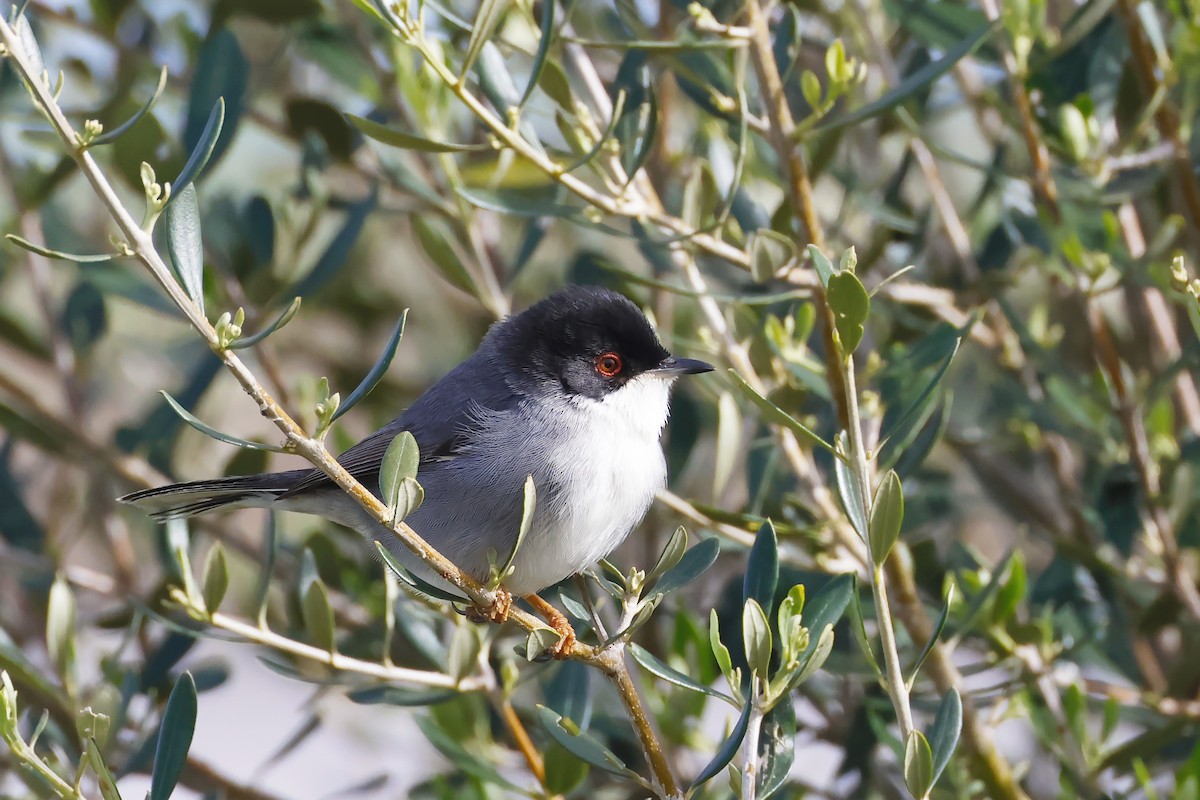 Sardinian Warbler - ML646580910