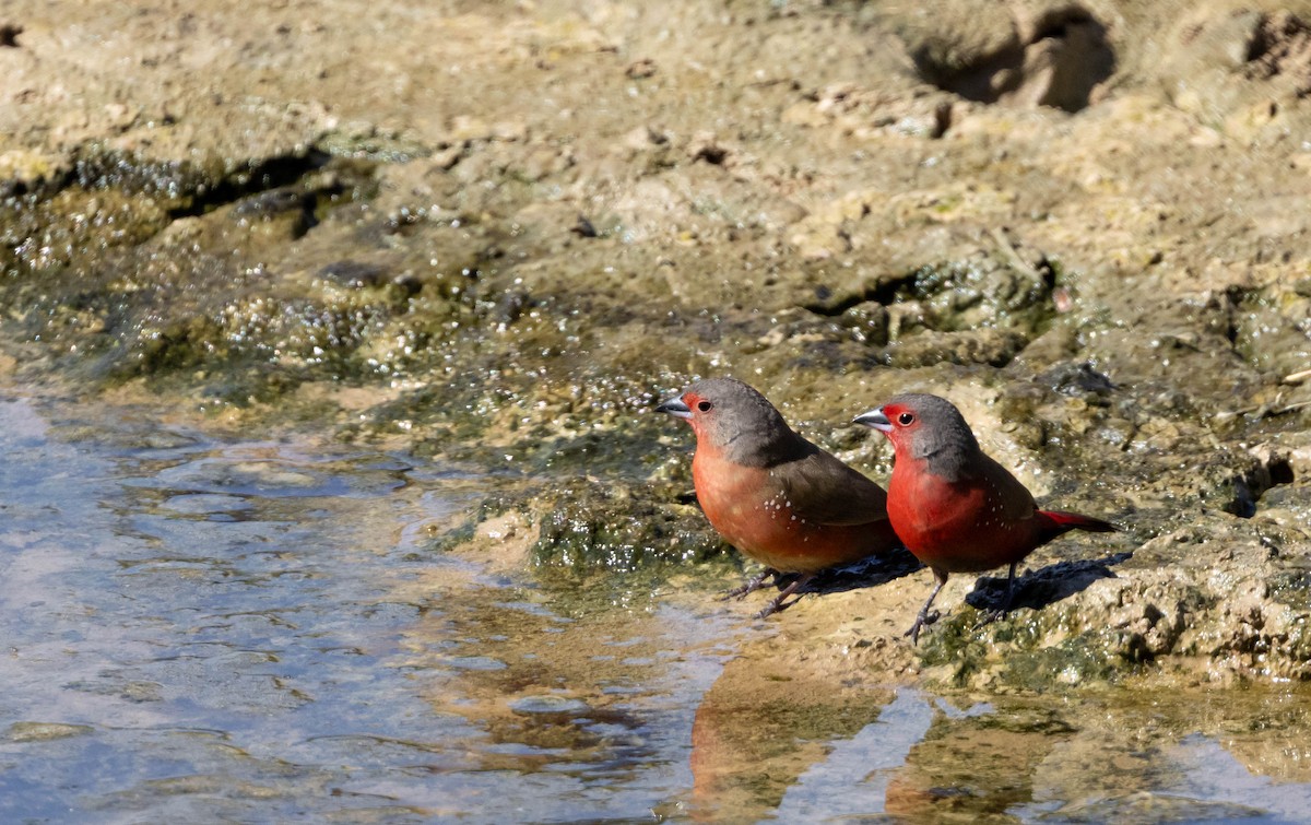 African Firefinch - ML646580911