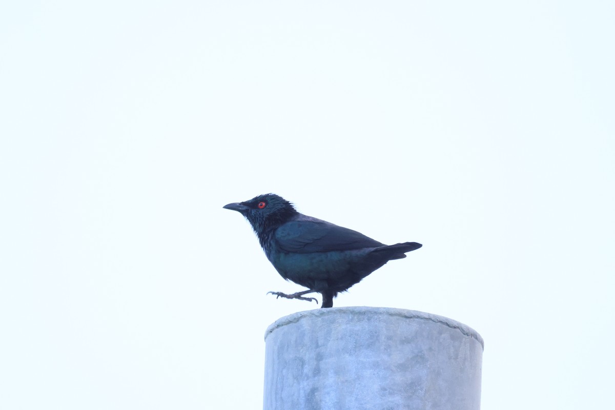 Asian Glossy Starling - ML646580912
