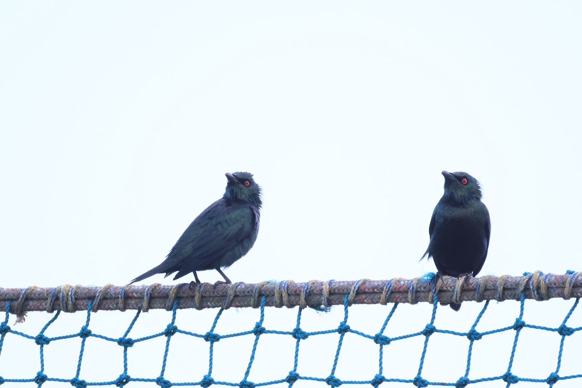 Asian Glossy Starling - ML646580914