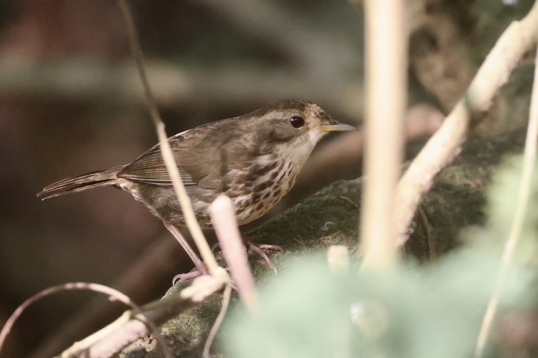 Puff-throated Babbler - ML646580915