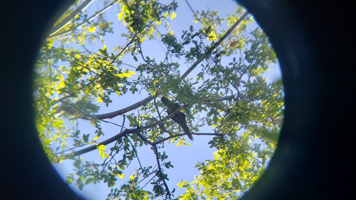 Slender-billed Parakeet - ML646580916