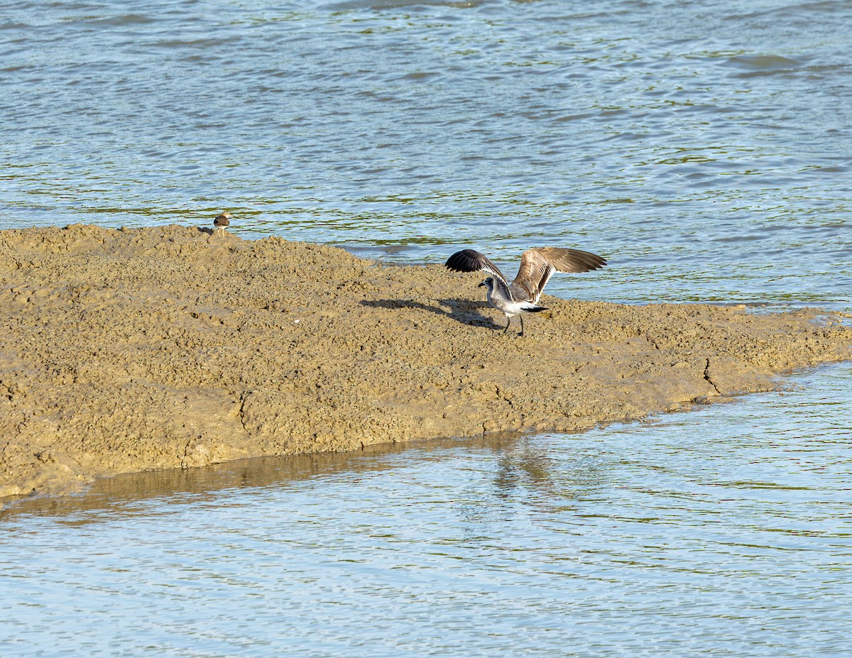 Ацтекская чайка - ML646580917