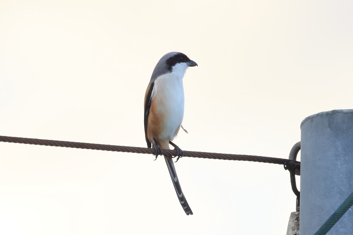 Long-tailed Shrike - ML646580918