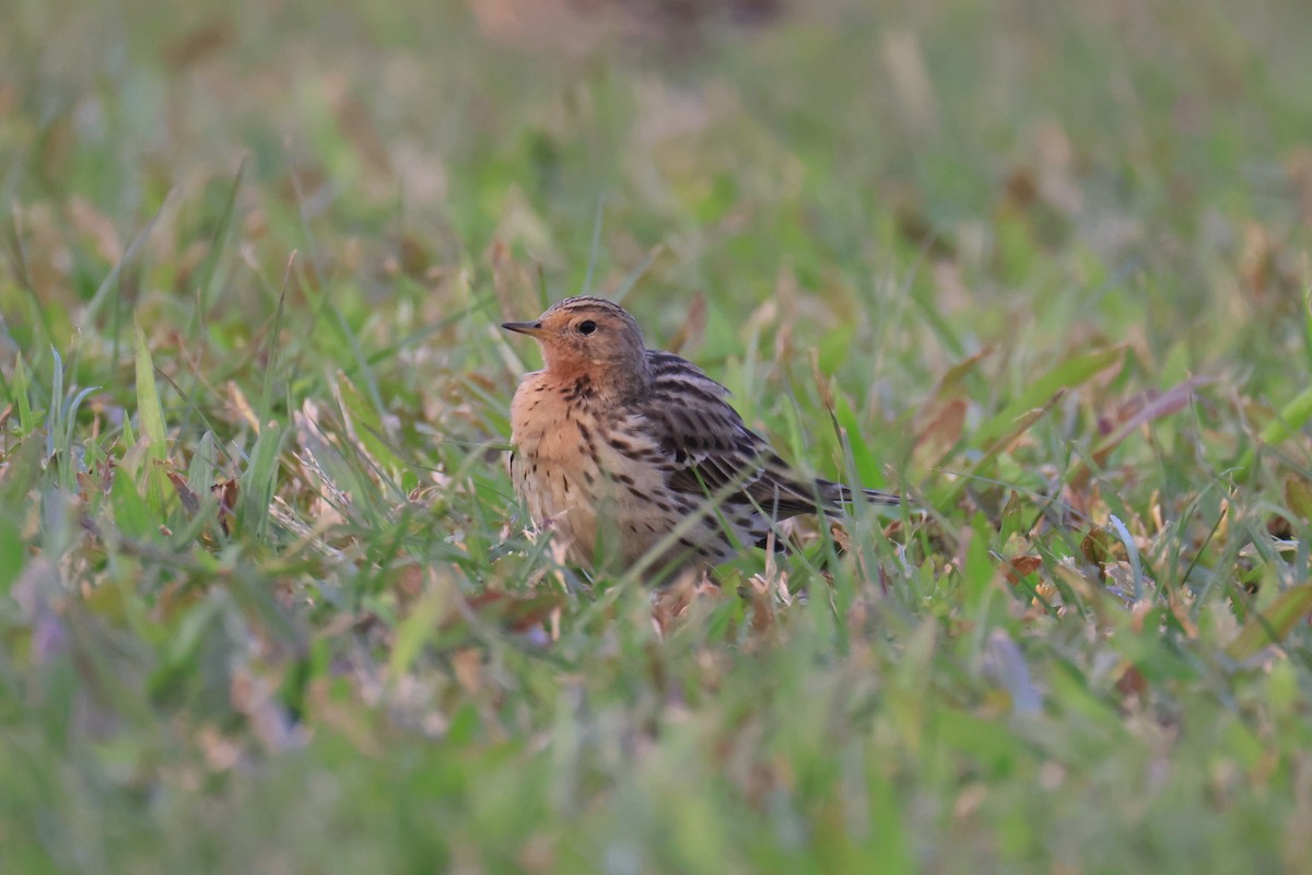 Pispola golarossa - ML646580921